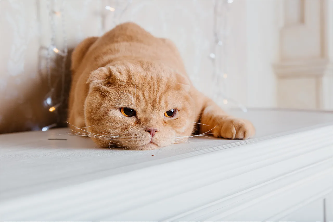 Страдает ли кошка от одиночества, пока вас нет дома? 7 признаков, что питомец по вам скучает