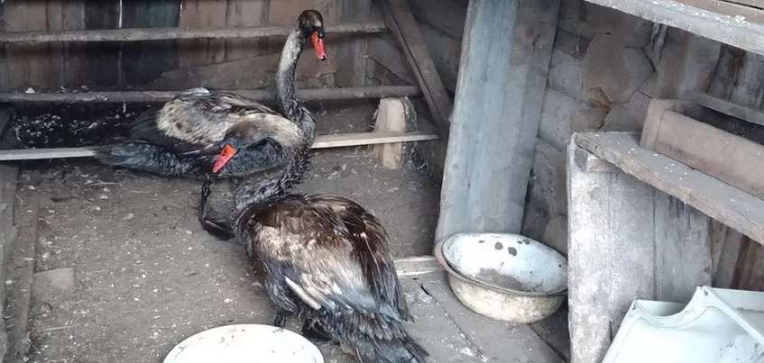 Двух лебедей в нефтепродуктах нашли в Удмуртии