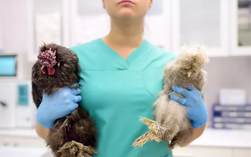 В Удмуртии отменен карантин по птичьему гриппу