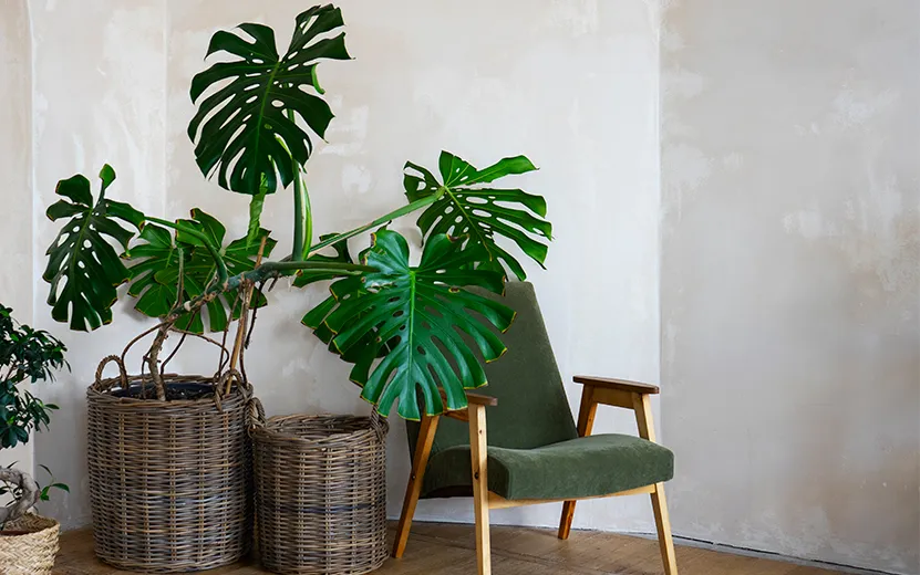 Зеленые супергерои: 7 самых полезных комнатных растений