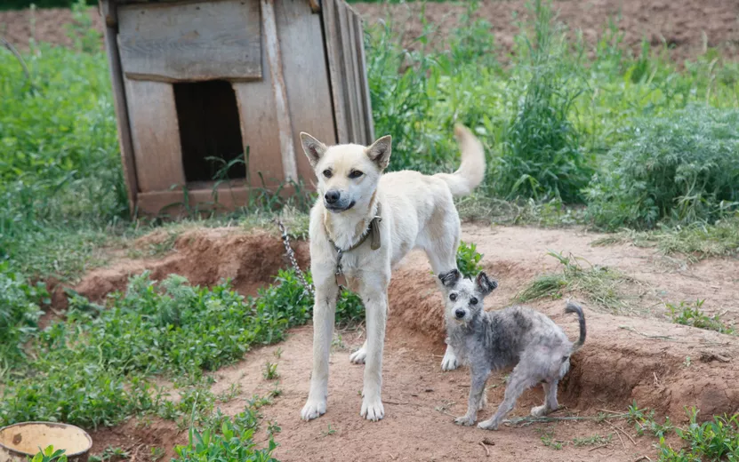 Владельцев собак из Удмуртии призвали защитить питомцев от клещей