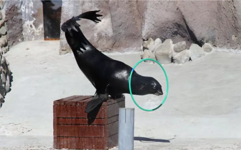 В Зоопарке Удмуртии на свет появились щенки морских котиков