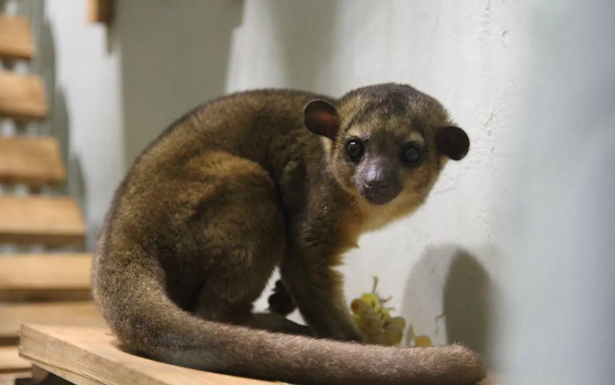 Фотофакт: малыш кинкажу появился в зоопарке Ижевска