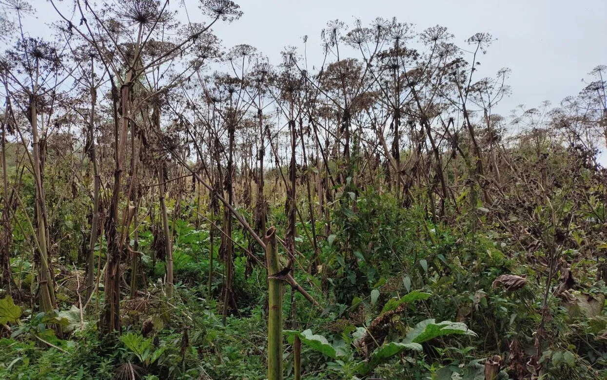 Как навсегда уничтожить борщевик на участке: простые способы, пока он не разросся