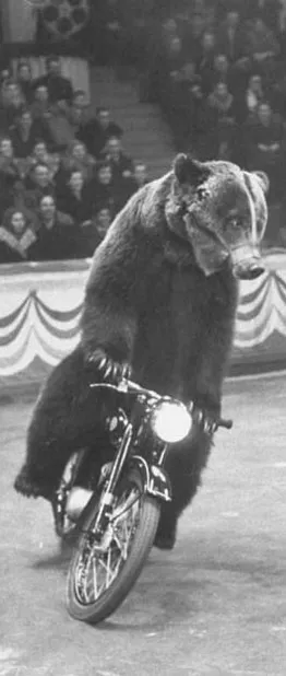 Прогулки по Ижевску: медведь-мотоциклист и гибель дрессировщика из династии Дуровых