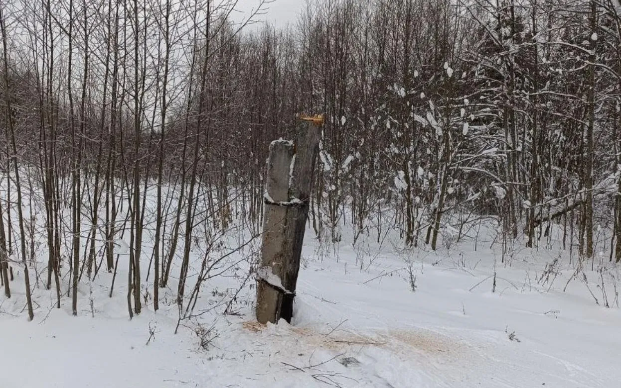 Пенсионер в Удмуртии спилил 12 столбов ради кражи электропроводов