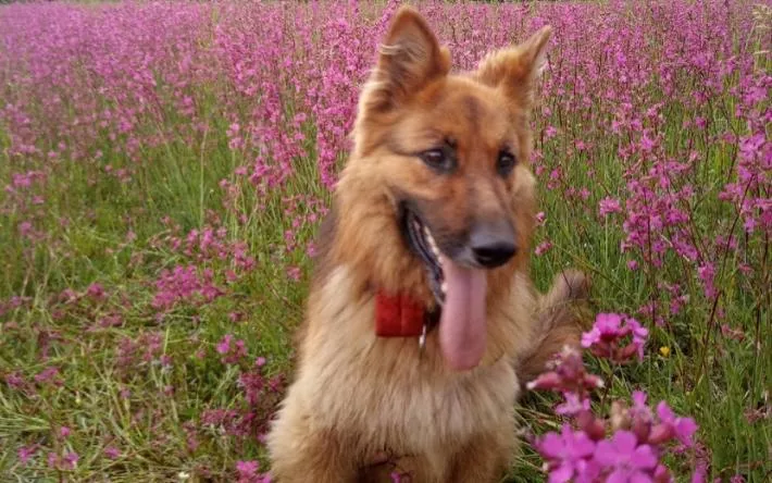 Брошенная собака стала реабилитологом для особенных детей в Удмуртии
