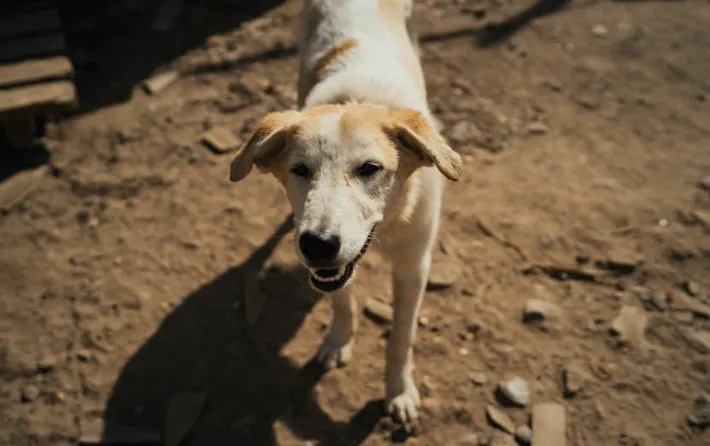 Собаки под прицелом: волонтеры в Ижевске поставили под сомнение новый контракт на отлов животных