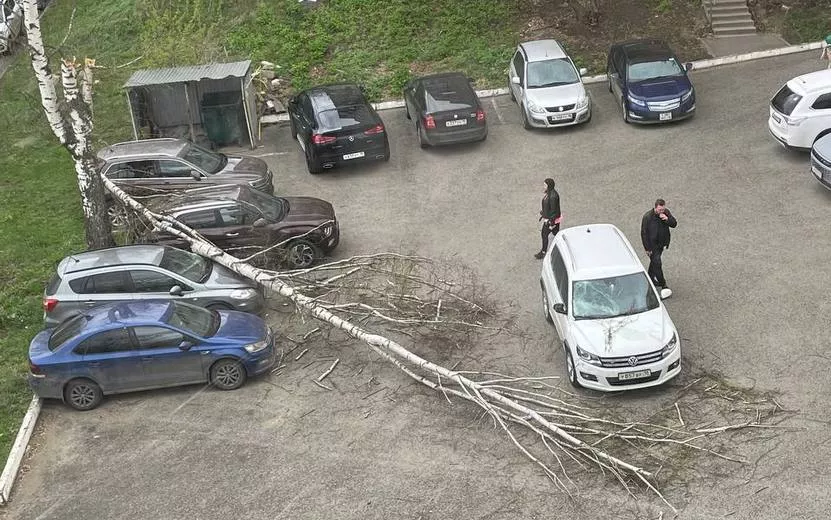Фотофакт: дерево упало на припаркованные машины на ул. Кирова в Ижевске