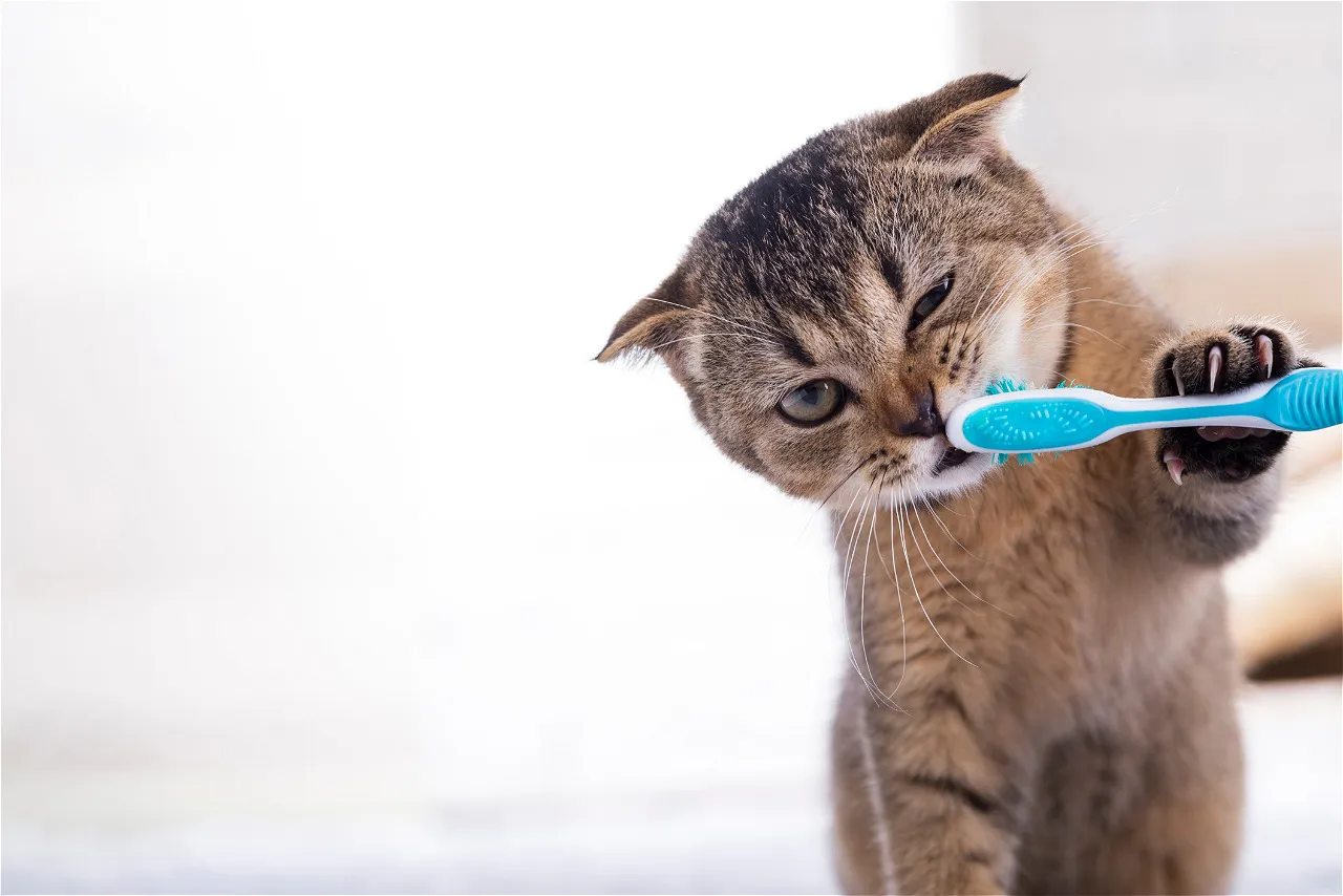 Запах изо рта и отказ от корма: ветеринар объяснил, как распознать зубной камень у кошки