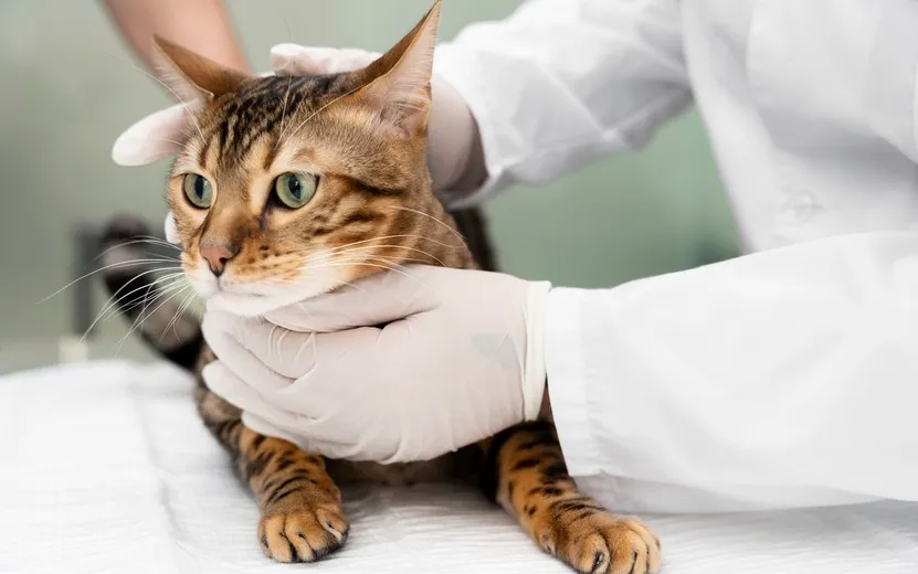 Рак молочной железы у кошек: незаметная угроза, о которой должен знать каждый хозяин