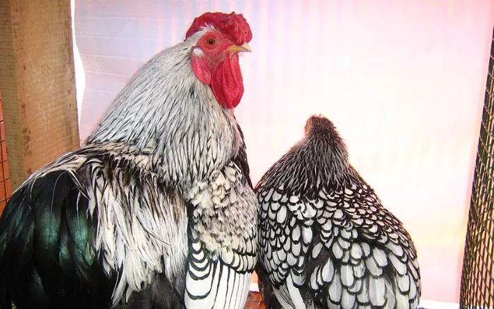 У частников птиц заберут, птицефабрики не тронут: из-за вспышки птичьего гриппа в Удмуртии уничтожат более 16 тысяч пернатых