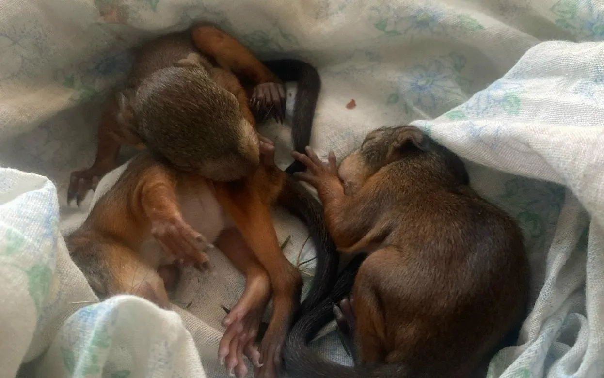 Новорожденных бельчат спасли в парке Кирова в Ижевске