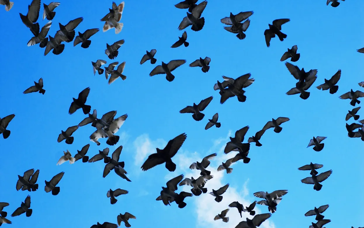 Тест: Какая вы птица?