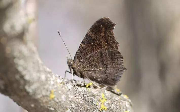 Фотофакт: бабочки проснулись в Удмуртии