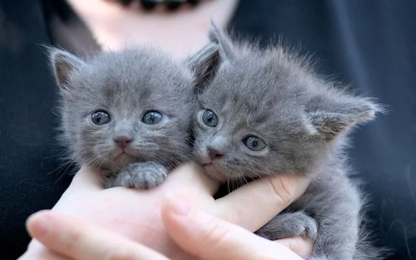 Ищу дом: котята, девочки, 1 месяц