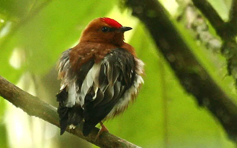 Красношапочный корольковый манакин. Видео: www.birds.cornell.edu