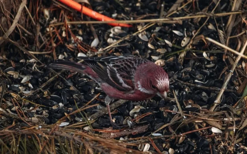 Три новых вида птиц встретили весной в Удмуртии