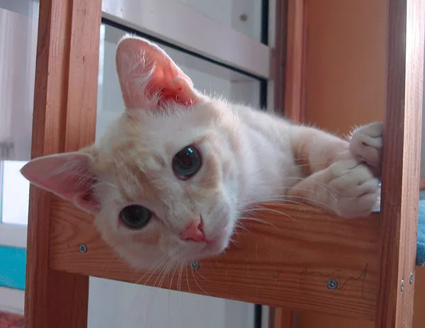 vk.com/meowland