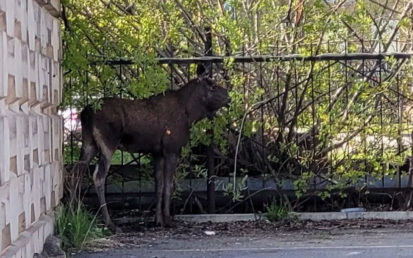 Бродившего по Ижевску лося вернули в лес