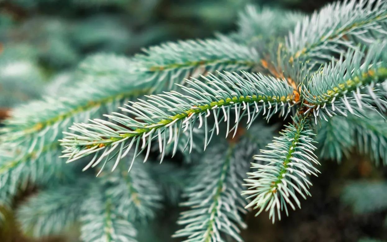 Жителям Удмуртии рассказали о способах сохранить свежесть срезанных хвойных веток