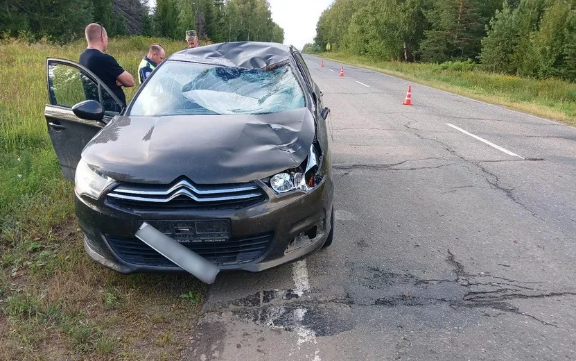 Два человека пострадали в ДТП с лосями в Удмуртии