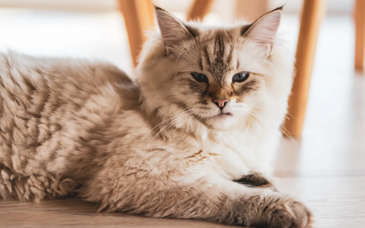 Страдает каждая третья кошка - причины и профилактика хронической болезни почек