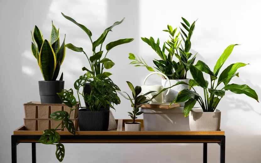 Мошки в цветах: почему появляются и как их победить без вреда для растений