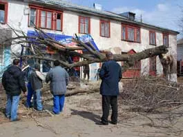 К. Ившин. Прошлый ураган валил деревья