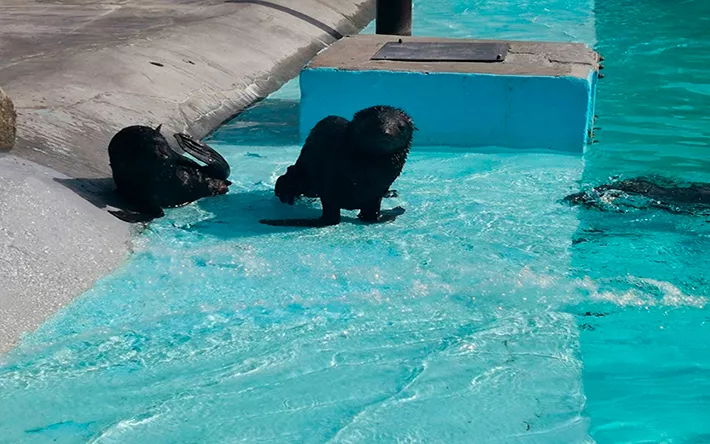 Новорожденных морских котиков в зоопарке Ижевска назвали Лира и Лель