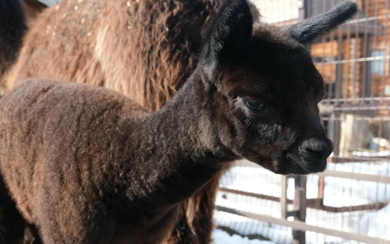 Малыш альпака родился в зоопарке Ижевска