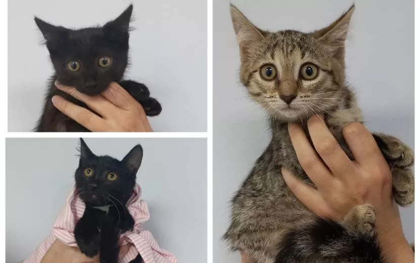 Ищу дом: котята, около 3 месяцев