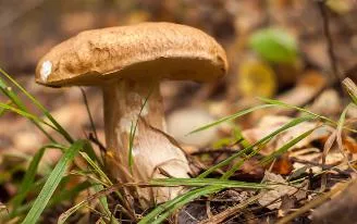 Диетолог объяснила, чем вредны жареные грибы с картошкой