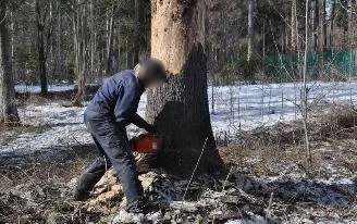 Сотрудника ФСИН в Удмуртии обвиняют в рубке леса с использованием заключенных 