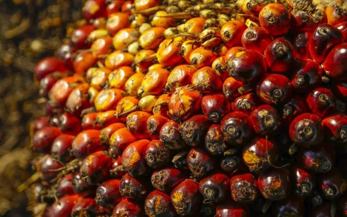 Маркировать продукцию с пальмовым маслом предложили в России