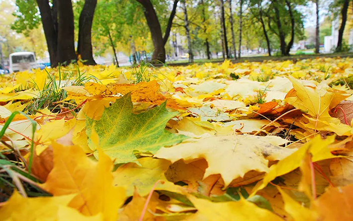 Небольшие дожди пройдут в Ижевске 10 сентября 