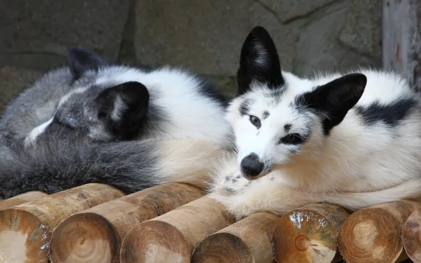 Пять лисиц поселились в зоопарке Ижевске
