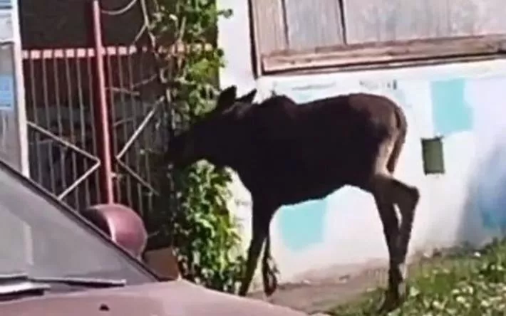 Видео: молодого лося заметили около школы в Ижевске