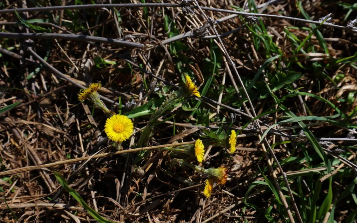 Март 2026 года в России может стать самым теплым за историю наблюдений