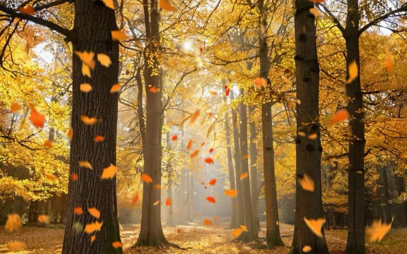 Гороскоп работы и карьеры – какие возможности обещают звезды на неделе с 15 по 21 сентября 2025 года