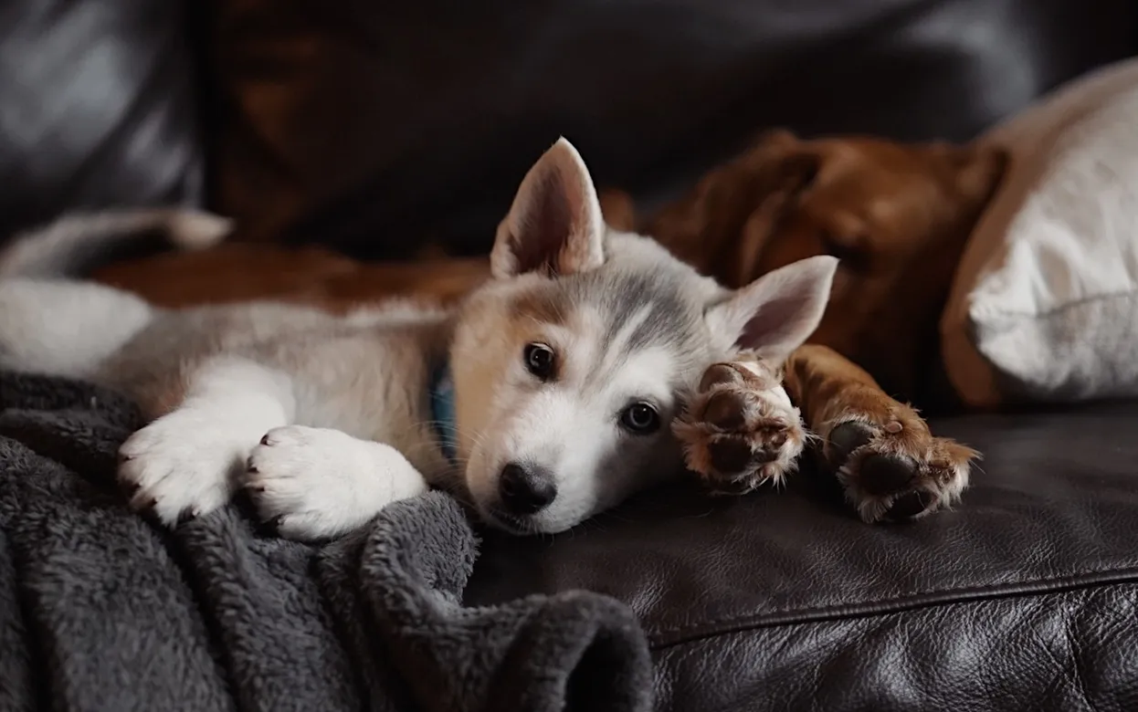 В России предложили ввести обязательную регистрацию для домашних кошек и собак