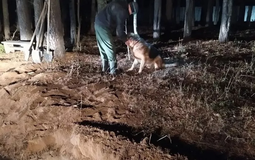 Упавшую в траншею собаку спасли под Ижевском