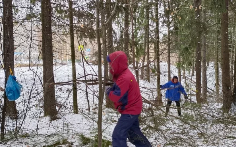 Уборка поросли и поваленных деревьев
