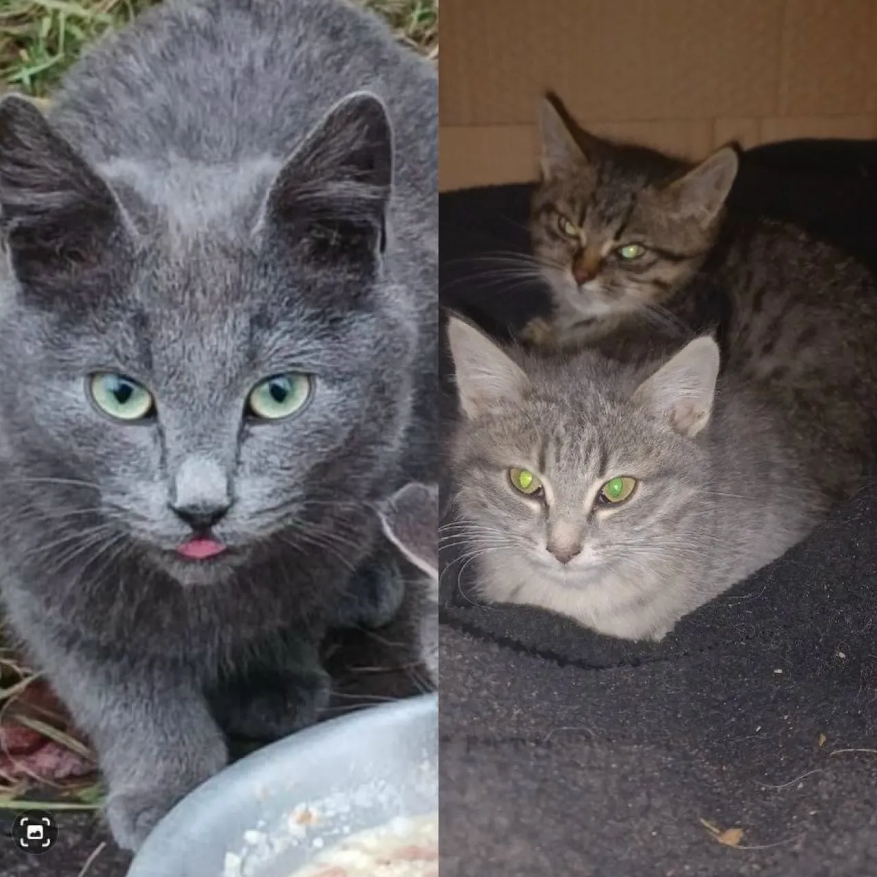 Котята и мама-кошка ищут дом