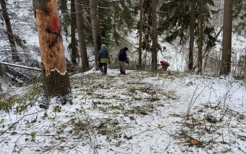Уборка поросли и поваленных деревьев