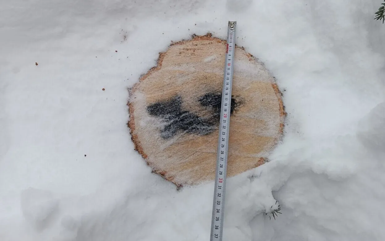 Незаконную вырубку леса на 150 тысяч рублей вявили в Кезском районе