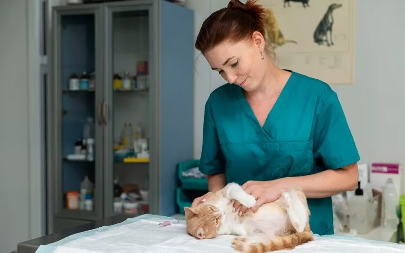 close-up-veterinarian-taking-care-cat.jpg