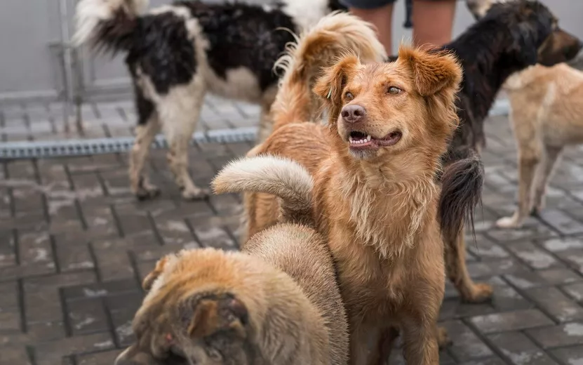 many-cute-rescue-dogs-shelter-waiting-be-adopted_23-2148682949.jpg