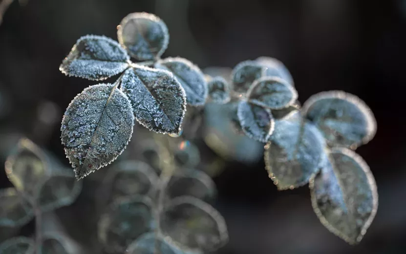 branches-covered-with-frost-frosty-plants-early-morning-cold-season (1).jpg