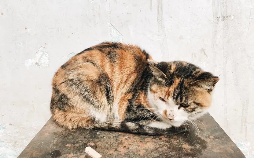 closeup-shot-cute-domestic-cat.jpg